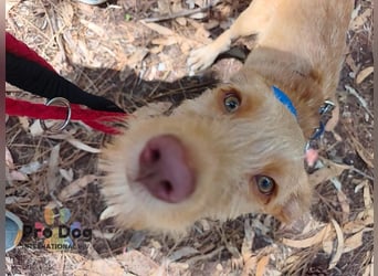 Hundekind Cooper