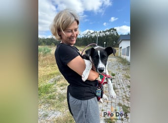 Hundekind Bagder