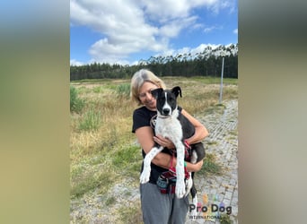 Hundekind Bagder