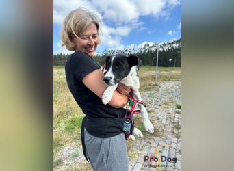 Hundekind Bagder