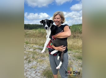 Hundekind Bagder