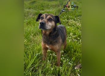 Dexter - liebevoll und genügsam