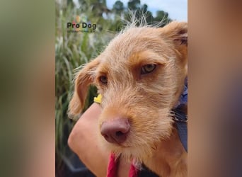 Hundekind Cooper