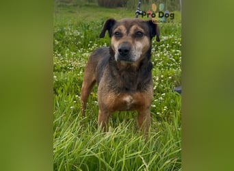 Dexter - liebevoll und genügsam