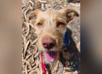 Hundekind Cooper