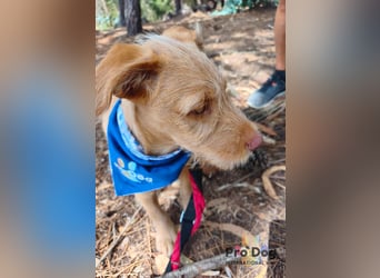 Hundekind Cooper