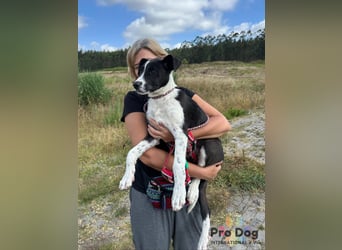 Hundekind Bagder