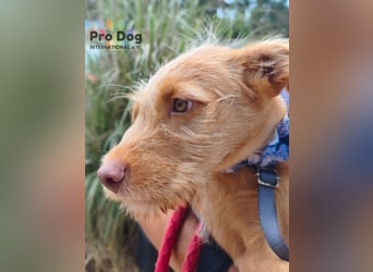 Hundekind Cooper
