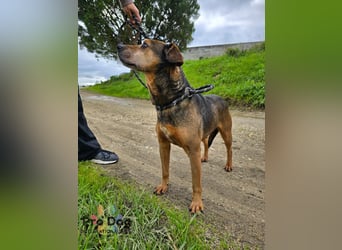 Dexter - liebevoll und genügsam