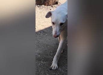 Chico will ankommen