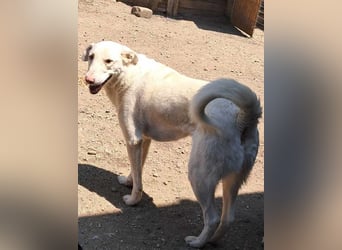 Chico will ankommen