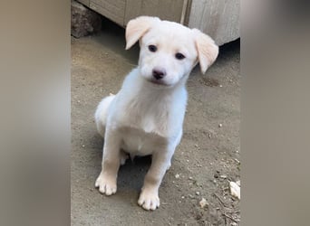 Dumbledog, geb. 10/2025, lebt in GRIECHENLAND, im städt. Tierheim Serres