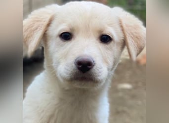 Dumbledog, geb. 10/2025, lebt in GRIECHENLAND, im städt. Tierheim Serres