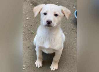 Dumbledog, geb. 10/2025, lebt in GRIECHENLAND, im städt. Tierheim Serres