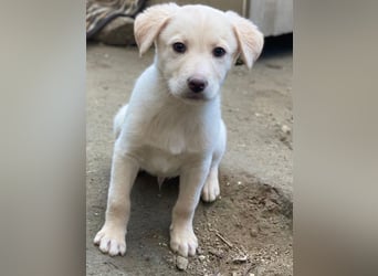 Dumbledog, geb. 10/2025, lebt in GRIECHENLAND, im städt. Tierheim Serres