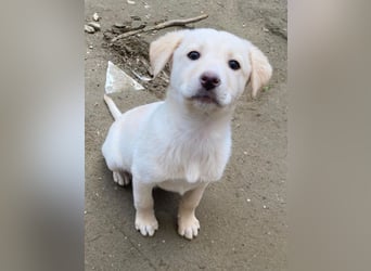 Dumbledog, geb. 10/2025, lebt in GRIECHENLAND, im städt. Tierheim Serres