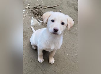 Dumbledog, geb. 10/2025, lebt in GRIECHENLAND, im städt. Tierheim Serres