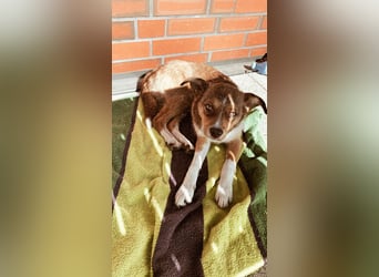 Mino sucht ruhiges, erfahrenes Zuhause