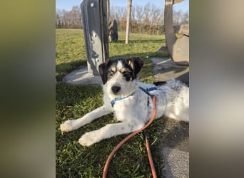 MARTINA in 86943 Thaining auf Pflegestelle