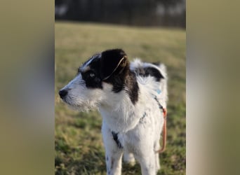 MARTINA in 86943 Thaining auf Pflegestelle