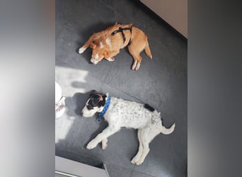 MARTINA in 86943 Thaining auf Pflegestelle