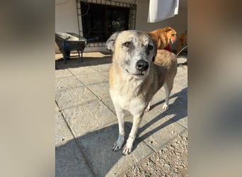Unkomplizierte Hündin Kira sucht ein Zuhause