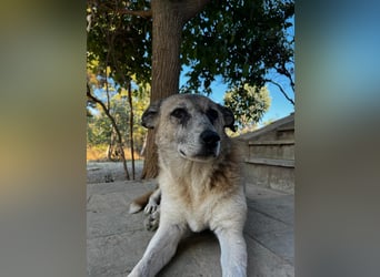 Unkomplizierte Hündin Kira sucht ein Zuhause