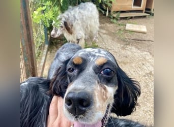 Lola - freundliche, menschenbezogene Setter-Mix-Hündin