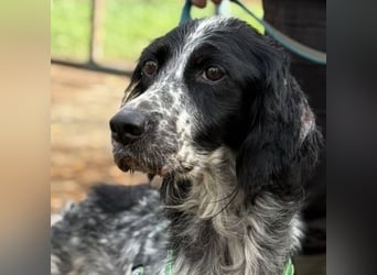 *Reserviert* Freundliche Claudia - ein Herz auf 4 Pfoten