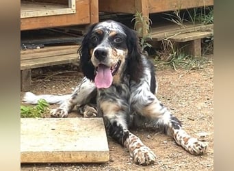 Lola - freundliche, menschenbezogene Setter-Mix-Hündin