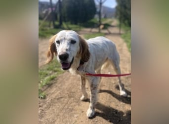 Bezaubernde Marilia sucht ihr Glück