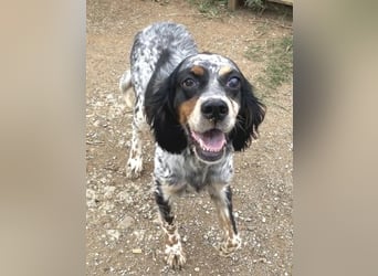 Lola - freundliche, menschenbezogene Setter-Mix-Hündin