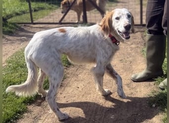 Bezaubernde Marilia sucht ihr Glück