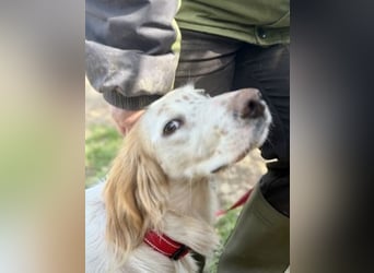 Bezaubernde Marilia sucht ihr Glück