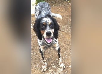 Lola - freundliche, menschenbezogene Setter-Mix-Hündin