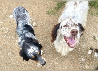 Lola - freundliche, menschenbezogene Setter-Mix-Hündin