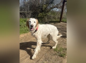 Bezaubernde Marilia sucht ihr Glück