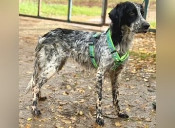 *Reserviert* Freundliche Claudia - ein Herz auf 4 Pfoten
