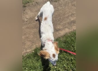 Bezaubernde Marilia sucht ihr Glück