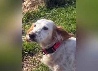 Bezaubernde Marilia sucht ihr Glück