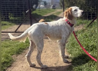 Bezaubernde Marilia sucht ihr Glück