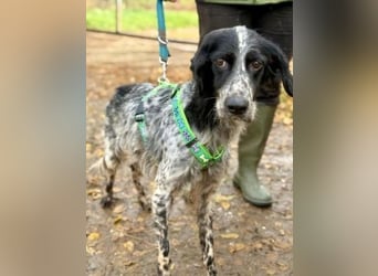 *Reserviert* Freundliche Claudia - ein Herz auf 4 Pfoten