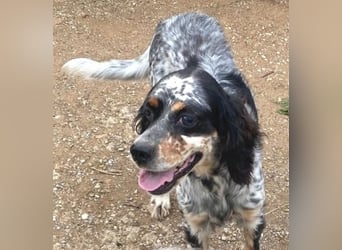 Lola - freundliche, menschenbezogene Setter-Mix-Hündin