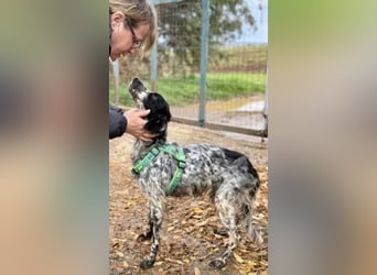 *Reserviert* Freundliche Claudia - ein Herz auf 4 Pfoten