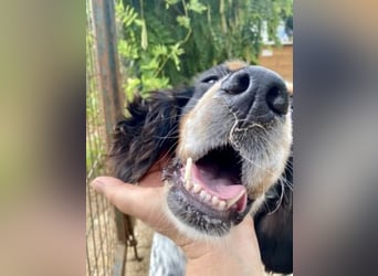 Lola - freundliche, menschenbezogene Setter-Mix-Hündin