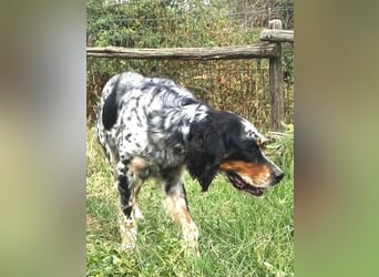Lola - freundliche, menschenbezogene Setter-Mix-Hündin