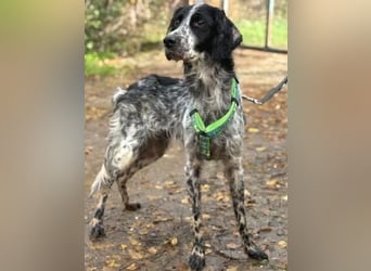 *Reserviert* Freundliche Claudia - ein Herz auf 4 Pfoten