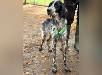 *Reserviert* Freundliche Claudia - ein Herz auf 4 Pfoten