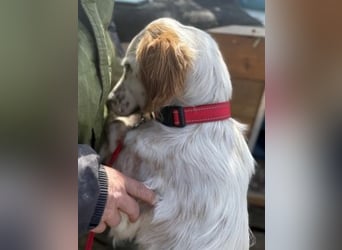 Bezaubernde Marilia sucht ihr Glück