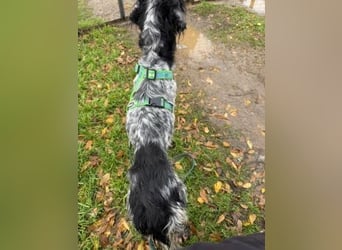 *Reserviert* Freundliche Claudia - ein Herz auf 4 Pfoten